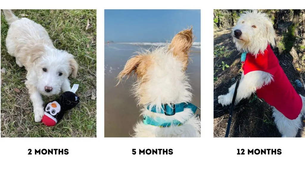 three images of Aussiedoodle at 2 months, 5 months and 12 months showing fading of coat
