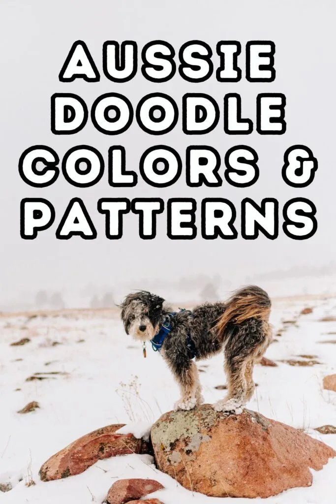 Image of Aussiedoodle in snow with Aussiedoodle Colors and Patterns written on top half of image