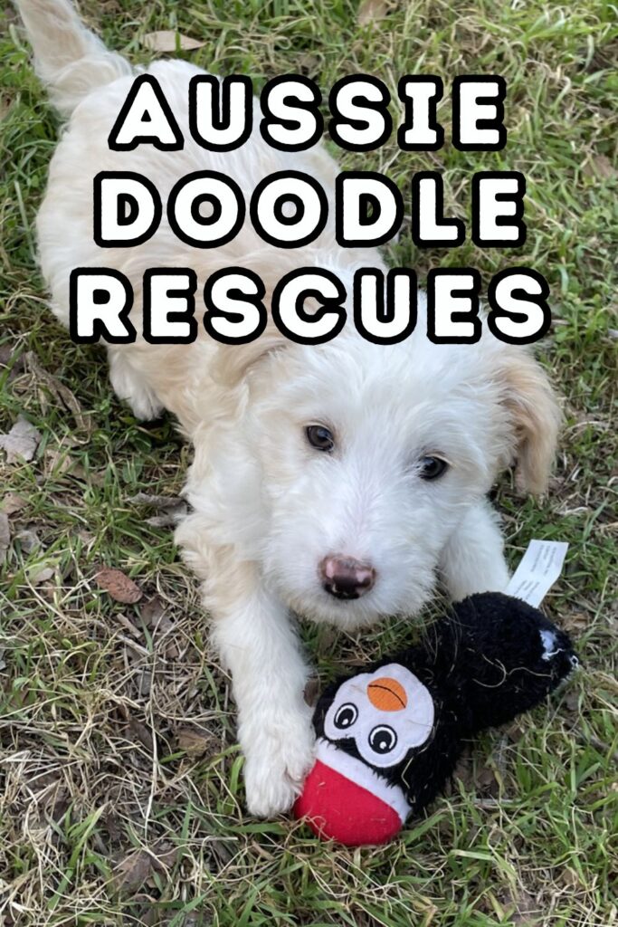 photo of aussiedoodle puppy after adoption; words Aussie Doodle Rescues at top of image