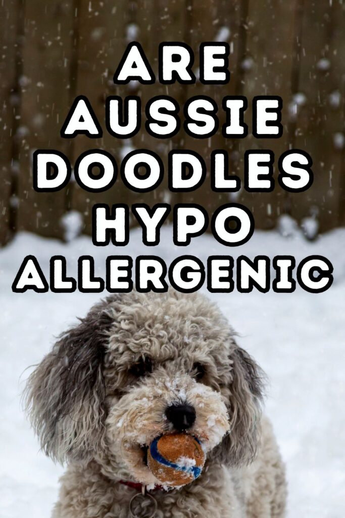 photo of gray aussiedoodle with background of snow; words Are Aussiedoodles hypoallergenic in top half of image