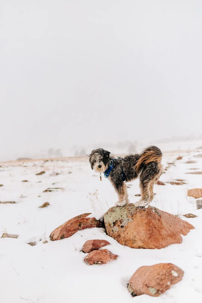 image of aussiedoodle with phantom markings