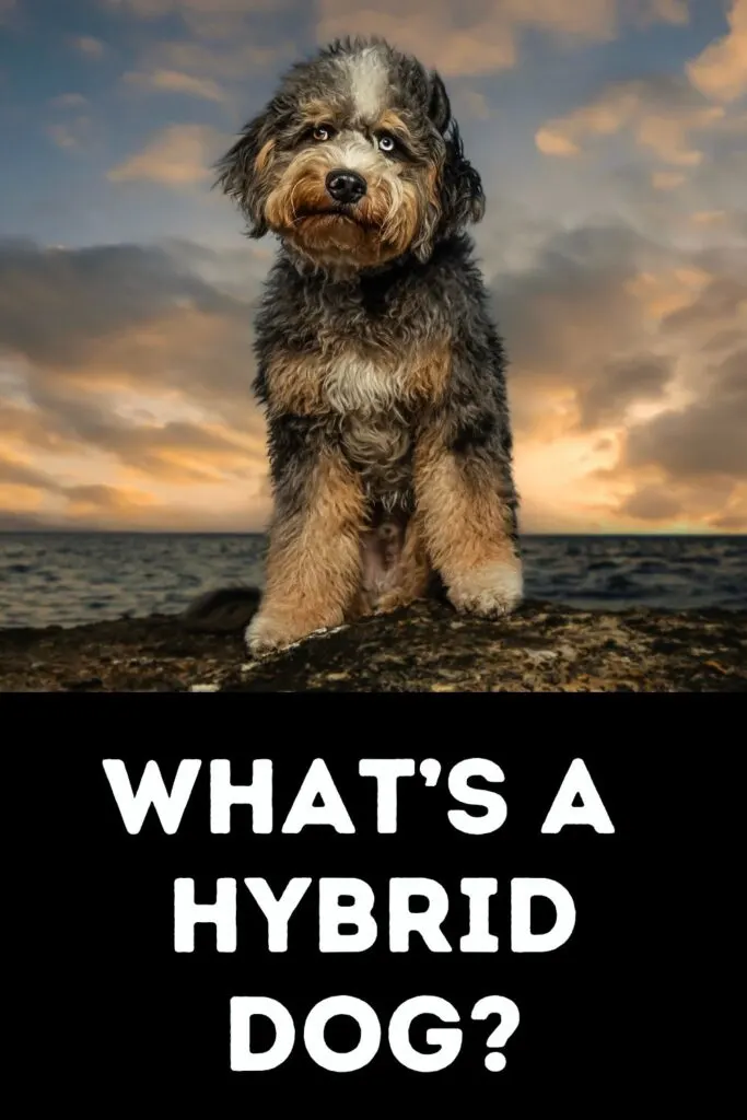 image of Aussiedoodle with one brown eye and one blue eye with sunset in background