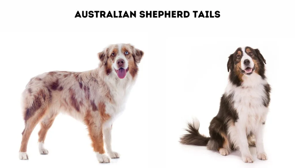 image of bobtailed Australian Shepherd and a long tailed Australian Shepherd
