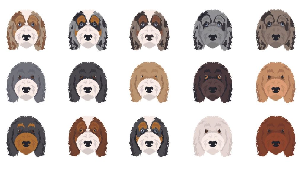 illustration of different colors of Aussiedoodle coats