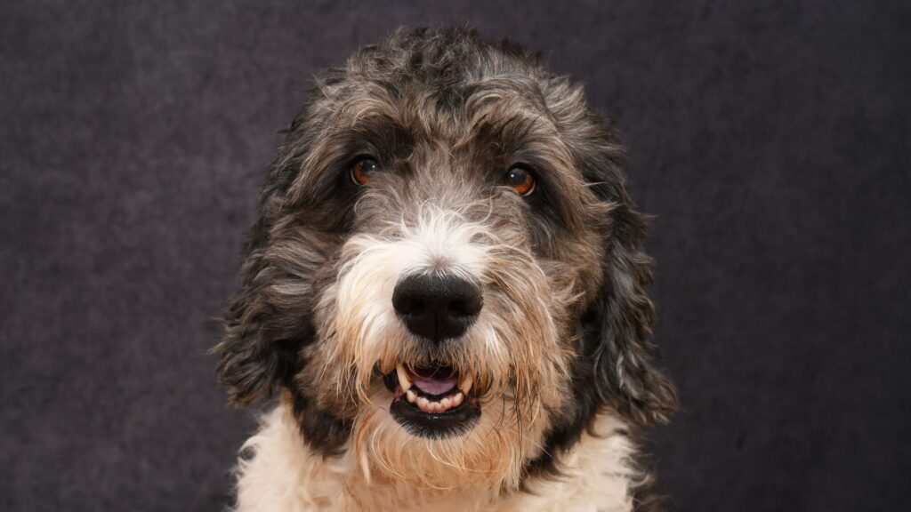 black and white australian shepherd and poodle mix looking at camera