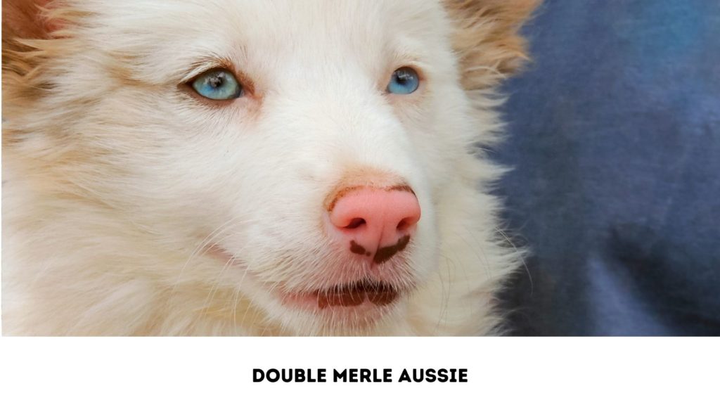photo of a double merle Australian Shepherd