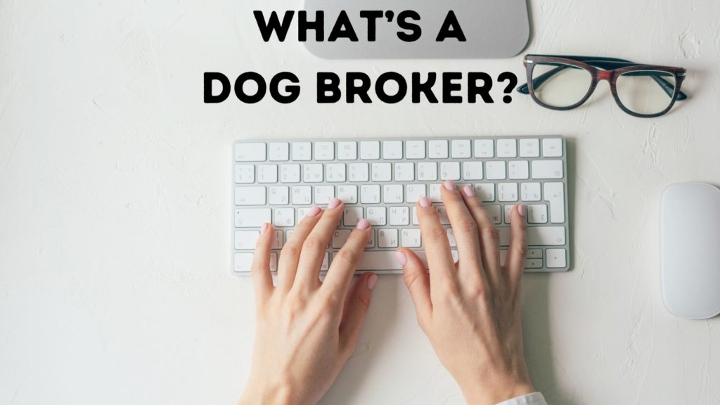 image of woman typing on computer keyboard with "what's a dog broker" at top of image