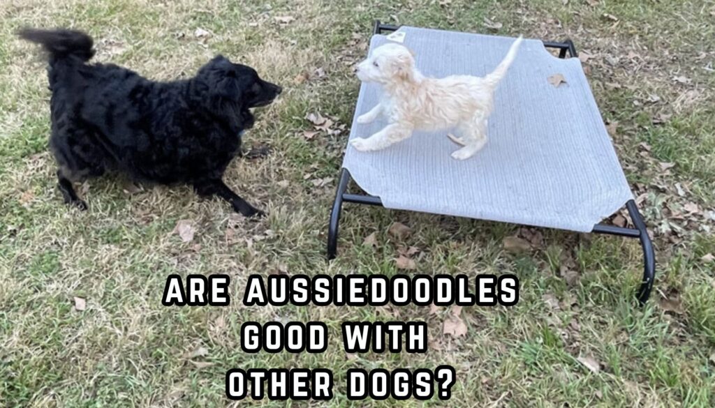 black border collie mix and cream color aussiedoodle puppy