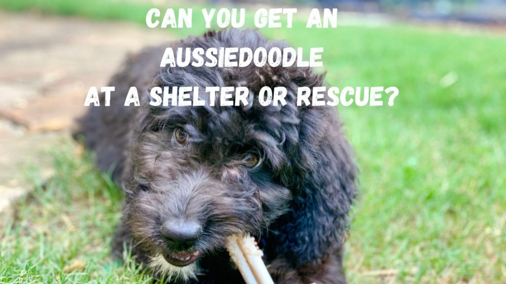 image of black aussiepoodle puppy chewing on chew with words can you get an aussiedoodle at a shelter or rescue at top of image