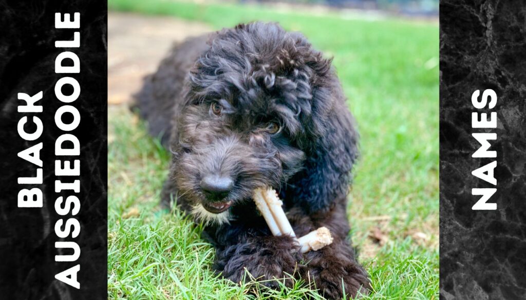 black aussiedoodle in grass looking at camera and chewing a treat