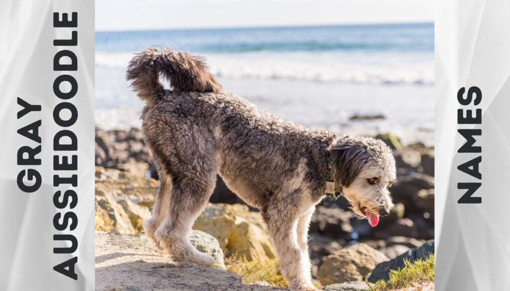 gray aussiedoodle walking on the beach with sea in background