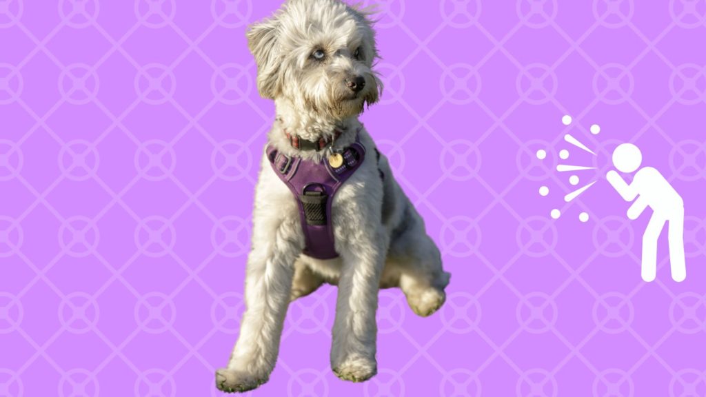 Photo of mini Aussiedoodle on purple background with graphic of sneezing person on right side of image