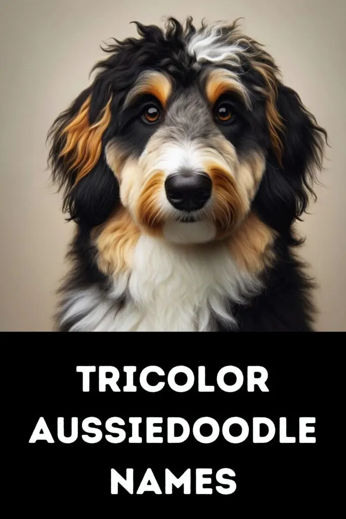 tricolor aussiedoodle in top of image; words "tricolor aussiedoodle names" in lower half of image