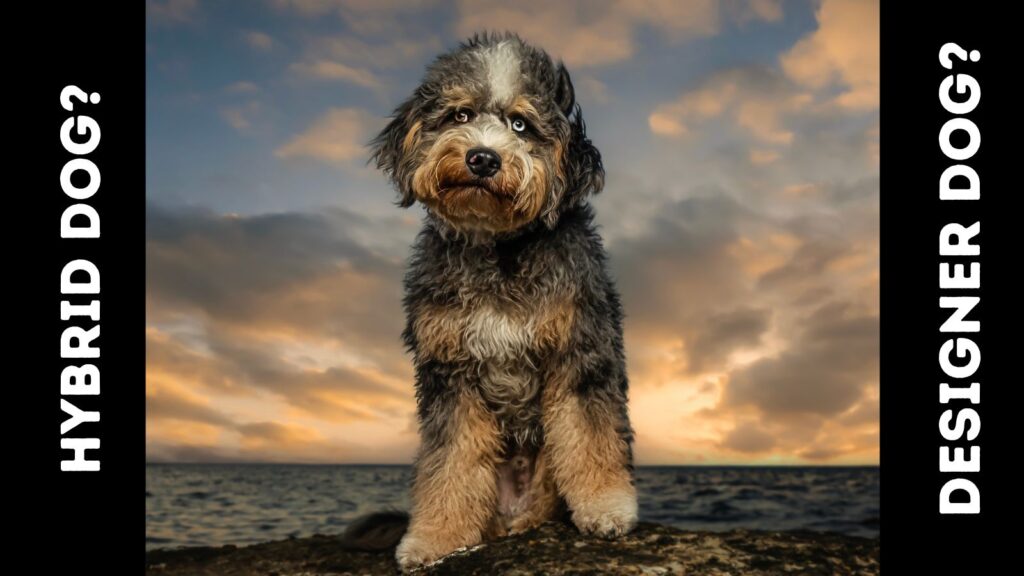 image of Aussiedoodle against sunset