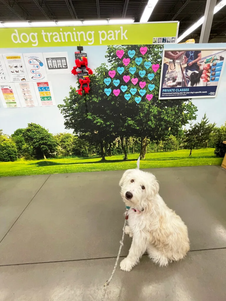 white aussiedoodle in training class