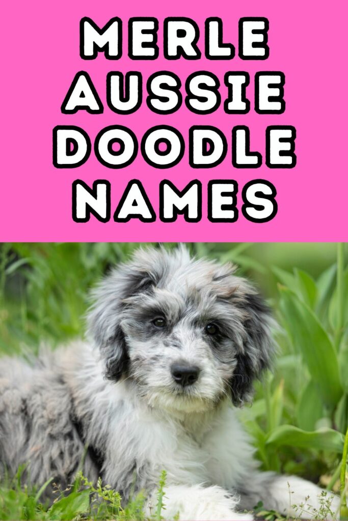 gray and white merle puppy with words merle aussiedoodle names in top of image against pink background