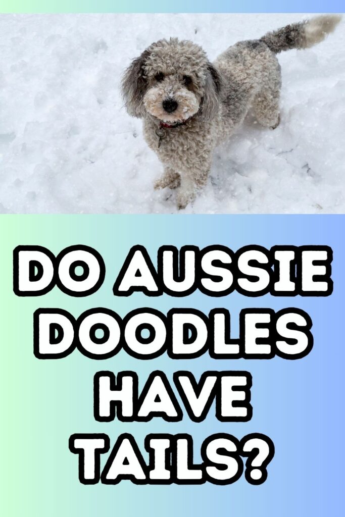 gray aussiedoodle in snow in top half of image with words "do aussie doodles have tails" in the lower half of the image