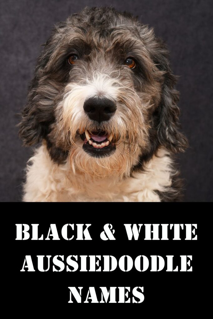 black and white aussiedoodle on gray background in top half of photo; lower half of image says black and white aussiedoodle names