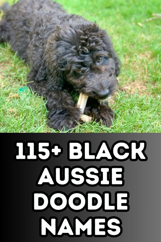 vertical image of black aussiedoodle in grass in upper portion of image with "black aussiedoodle names" in lower portion of graphic