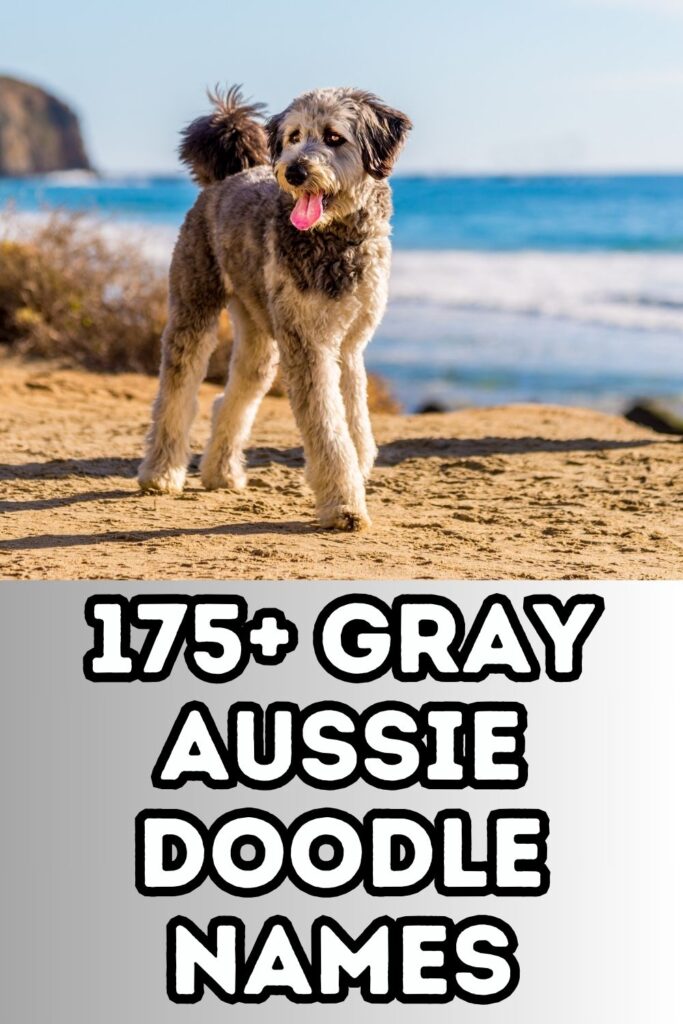 gray Aussiedoodle on the beach