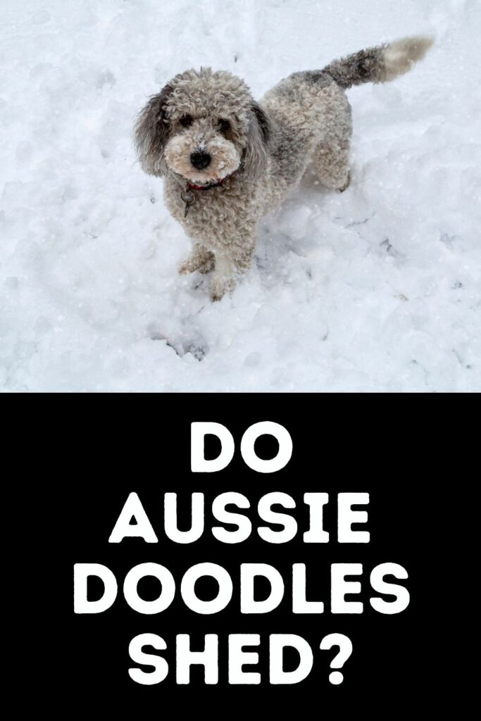 aussiedoodle in snow looking at camera in top half of image; do aussiedoodles shed in lower portion of image