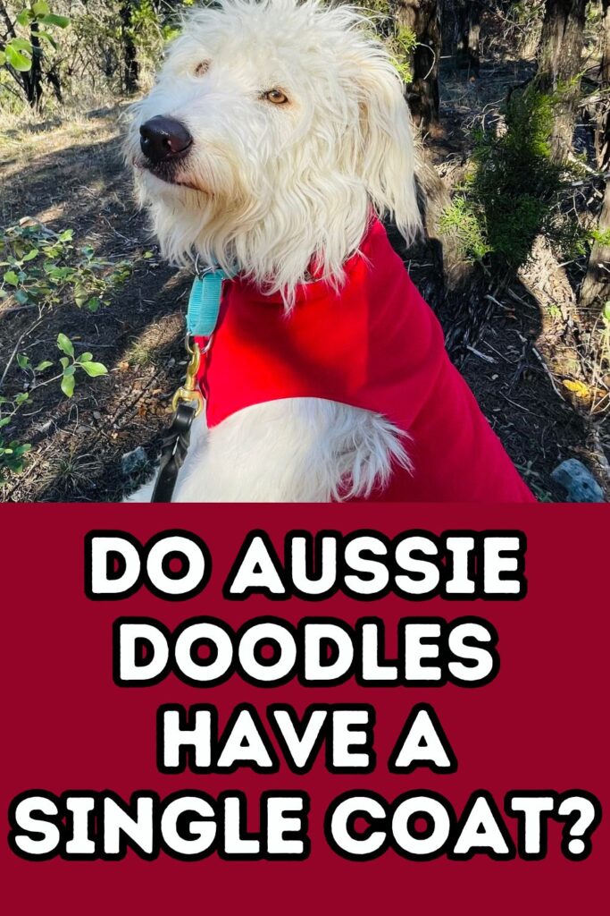 white aussiedoodle wearing a red coat in top portion of photo with words do aussie doodles have a single coat in lower portion of image