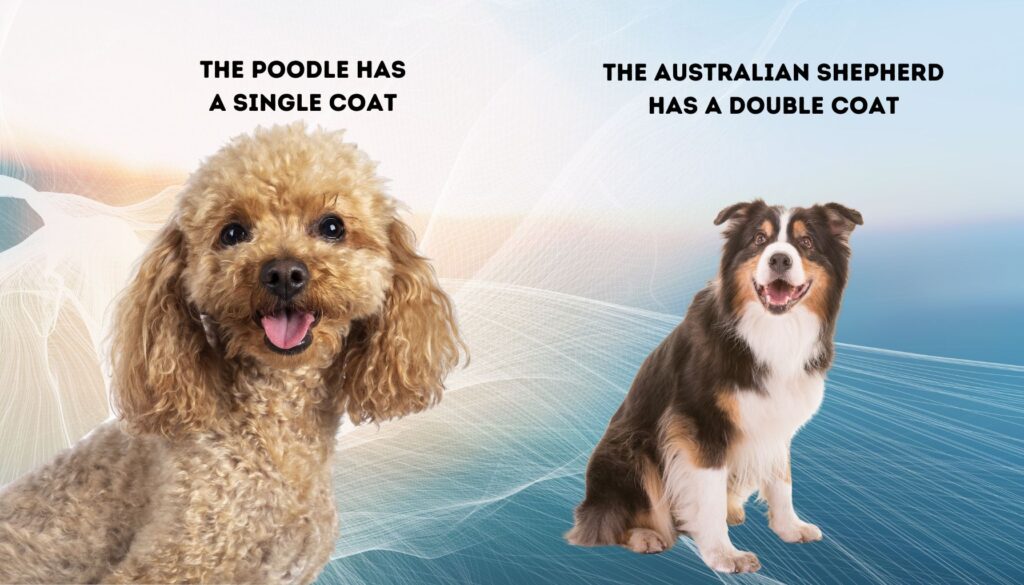 poodle and australian shepherd demonstrating single coat and double coat