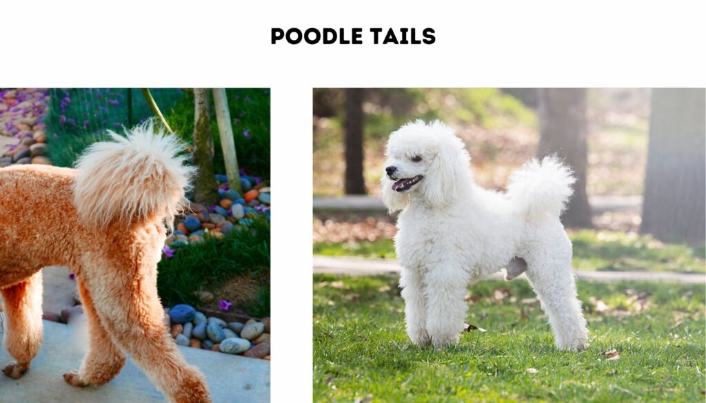two images of poodle tails showing the tail curled over the back