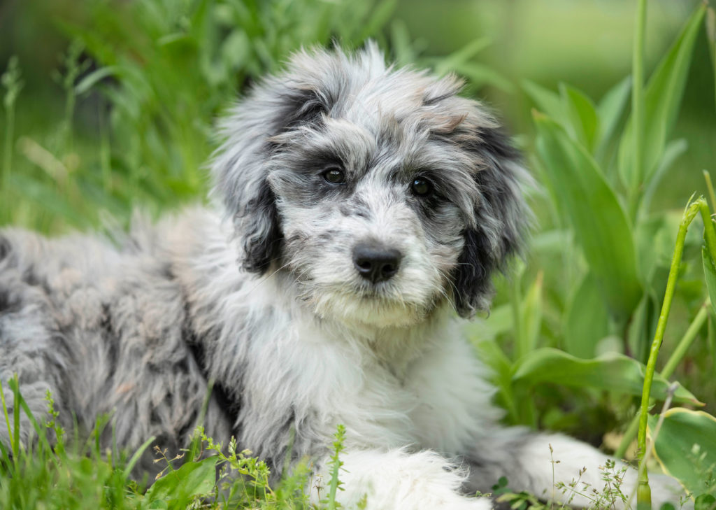 gray and white merle aussiedoodle puppy with grass in foreground and background