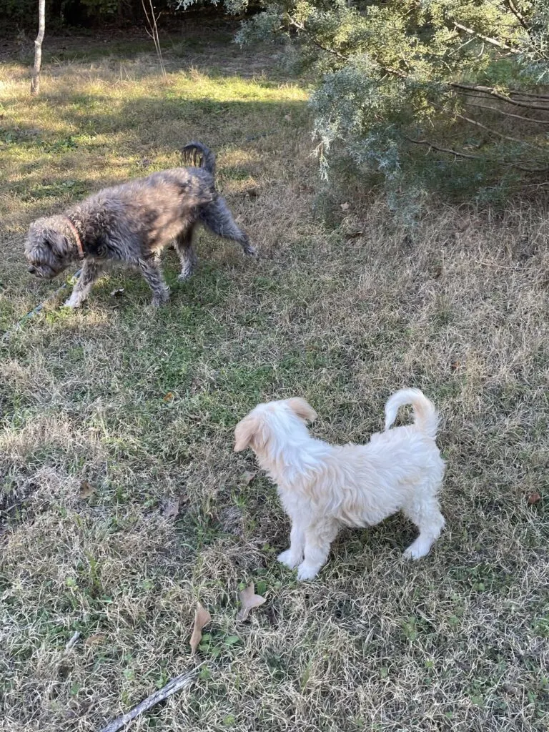 aussiedoodle puppy meets terrier mix in yard