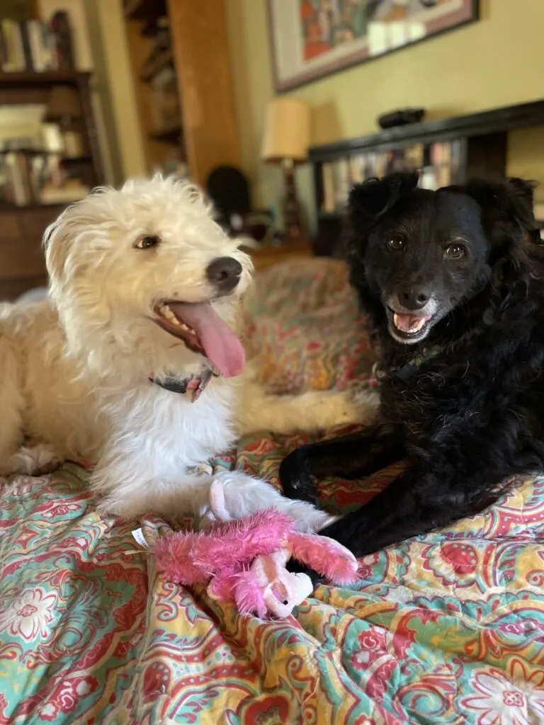 smiling aussiedoodle and smiling black border collie on bed