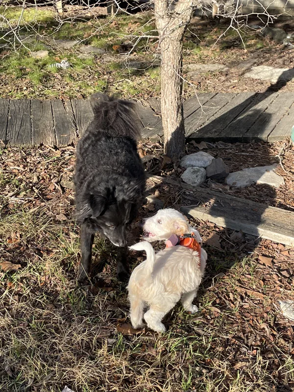 aussiepoo puppy meets black border collie