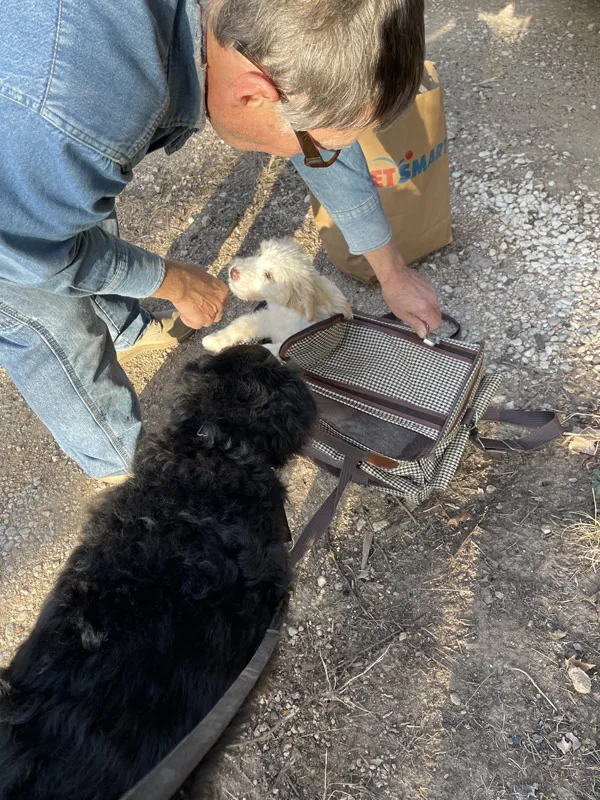 aussiedoodle puppy coming out of pet carrier while border collie mix looks on